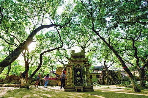 中國擁有十八項全球重要農業(yè)文化遺產 佳縣古棗園系統(tǒng)榜上有名 